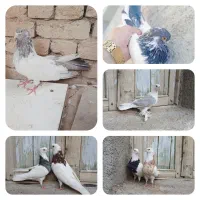 کفتر طوقی،یاهو، کله دمسبزو دم سرکه ای