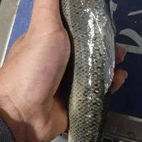 ماهی قزل وحشی