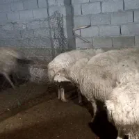 گوسفند و بره شیرخوار|حیوانات مزرعه|مشگین شهر, |دیوار