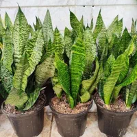 سانسوریا سبز کراواتی دیفن شامادورا یوکا بنجامین|گل و گیاه طبیعی|قم, نیروگاه|دیوار