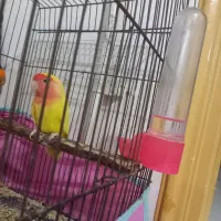 طوطی برزیلی دوساله