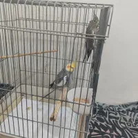 پرنده،عروس هلندی