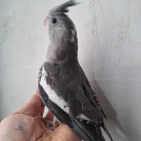 عروس هلندی مولد وجوجه|پرنده|پاکدشت, پاکدشت (مامازند)|دیوار