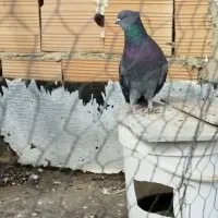 سبز مگسی از نزدیک دیده داره