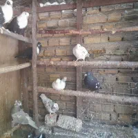 کفتر|پرنده|آبسرد, |دیوار