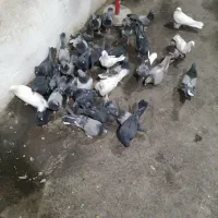 کبوتر گلی|پرنده|شهرکرد, |دیوار