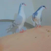 دو عدد جوجه ساده|پرنده|کاشمر, |دیوار