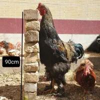 تخمه نطفه دار برهما کوشین گرید a
