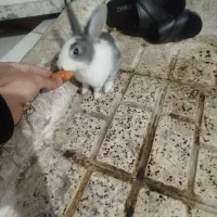 خرگوش خوشگل