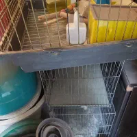 قفس پرنده با وسایل|لوازم جانبی حیوانات|پاکدشت, پاکدشت (مامازند)|دیوار