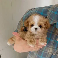 سگ عروسکی|سگ|قزوین, |دیوار