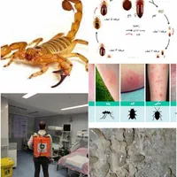 سمپاشی تضمینی موریانه(ریشمیز)ساس سوسک موش کنه