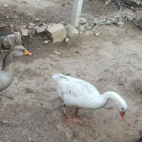 دوتا غاز محلی سالم|حیوانات مزرعه|کلاله, |دیوار