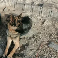 سگ ژرمن شیپرد