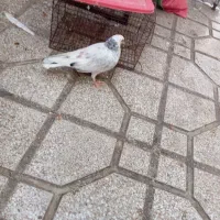 کبوتر|پرنده|گرگان, |دیوار