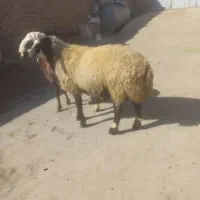 شیشک قوچ شال