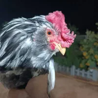 خروس ریشو گلین|حیوانات مزرعه|مسجد سلیمان, |دیوار