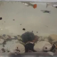 حلزون آکواریوم