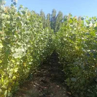 نهالستان انواع  بادام درجه یک شهر نهال|خدمات باغبانی و درختکاری|ملایر, |دیوار