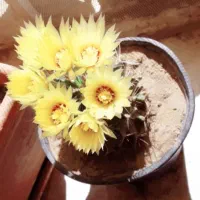 گل کاکتوس