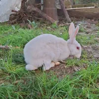 خرگوش|موش و خرگوش|بابل, |دیوار