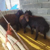 بره نر جوان|حیوانات مزرعه|چهاربرج, |دیوار