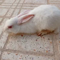 خرگوش ۳ ماهه