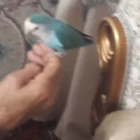 طوطی برزیلی|پرنده|ری, ظهیرآباد|دیوار