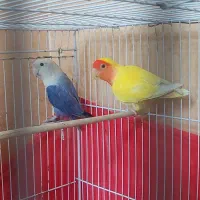 جفت کوتوله معاوضه و فروش