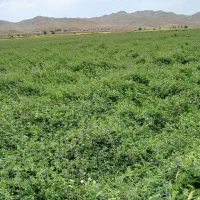 یونجه پرس شده چین دوم|خدمات باغبانی و درختکاری|دره رود, |دیوار