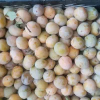 آلو خوانساری