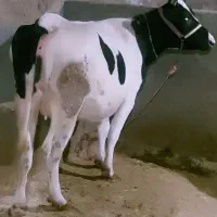 گاو تلیسه هلشتاین ۲۰روز مانده به زایمان