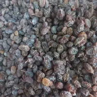 کشمش آفتابی