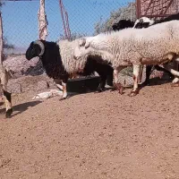 بره چاق  جوخورده