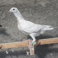 کبوتر آلمانی