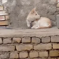 نژاد اشپیتز|سگ|بجنورد, |دیوار