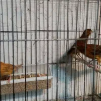 چهار عدد قناری ماده سرخ آماده راه به راه|پرنده|شیراز, وصال|دیوار