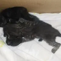 واگذاری سه بچه گربه، رایگان