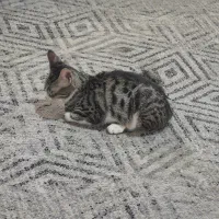 واگذاری گربه ۵ماهه