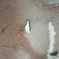 کبوتر رنگی|پرنده|تاکستان, |دیوار