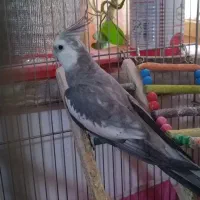 وایتفیس نرآماده|پرنده|تاکستان, |دیوار