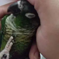 گرینچیک|پرنده|پرند, فاز ۰|دیوار