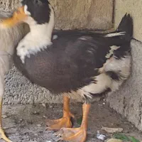 اردک فروشی