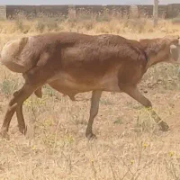 قوچ چینی