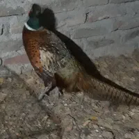 خروس کوشین وخروس امریگایی|حیوانات مزرعه|قائمشهر, |دیوار