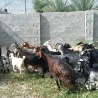 فروش ۱۷راس بز ترکی