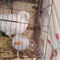 کبوتر تهرانی سالم