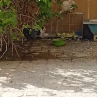 3عدد مرغ شاخدار سالم|حیوانات مزرعه|تربت‌حیدریه, باغ ملی|دیوار