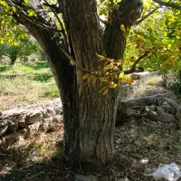 فروش درخت گردو ی بزرگ به قیمت پیشنهادی شما|مصالح و تجهیزات ساختمان|مشگین شهر, |دیوار