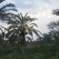 کارگر